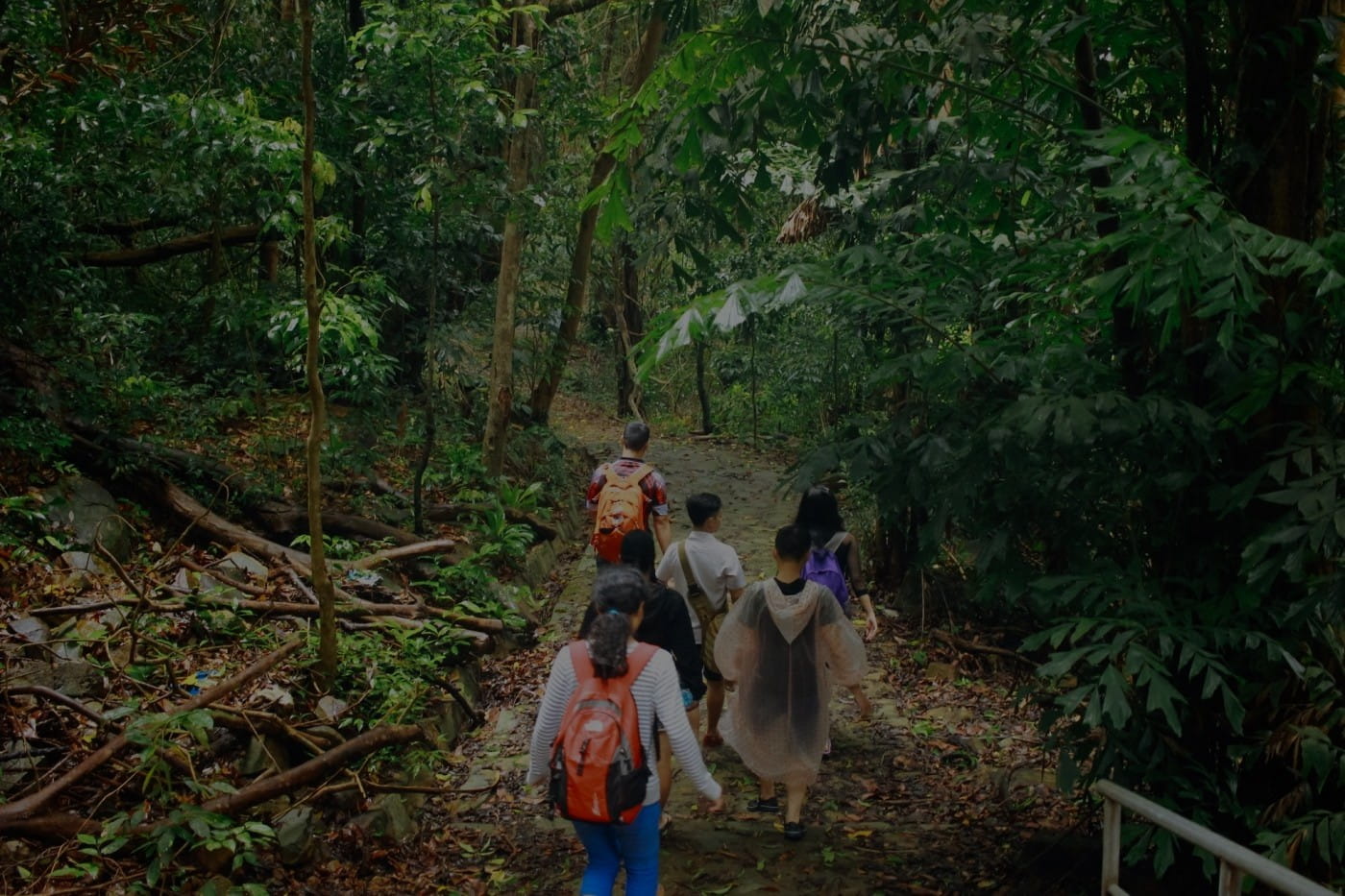 Ong Dung Primary Forest